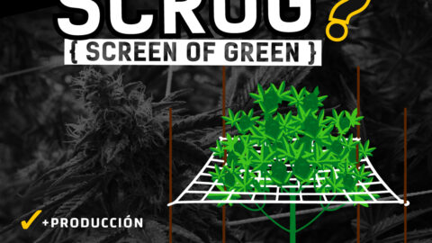 Como cultivar cannabis con metodo sog