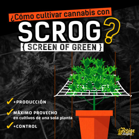 Como cultivar cannabis con metodo sog